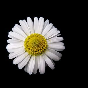 Meet your Posher, Bella